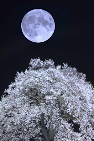 보름달 이미지