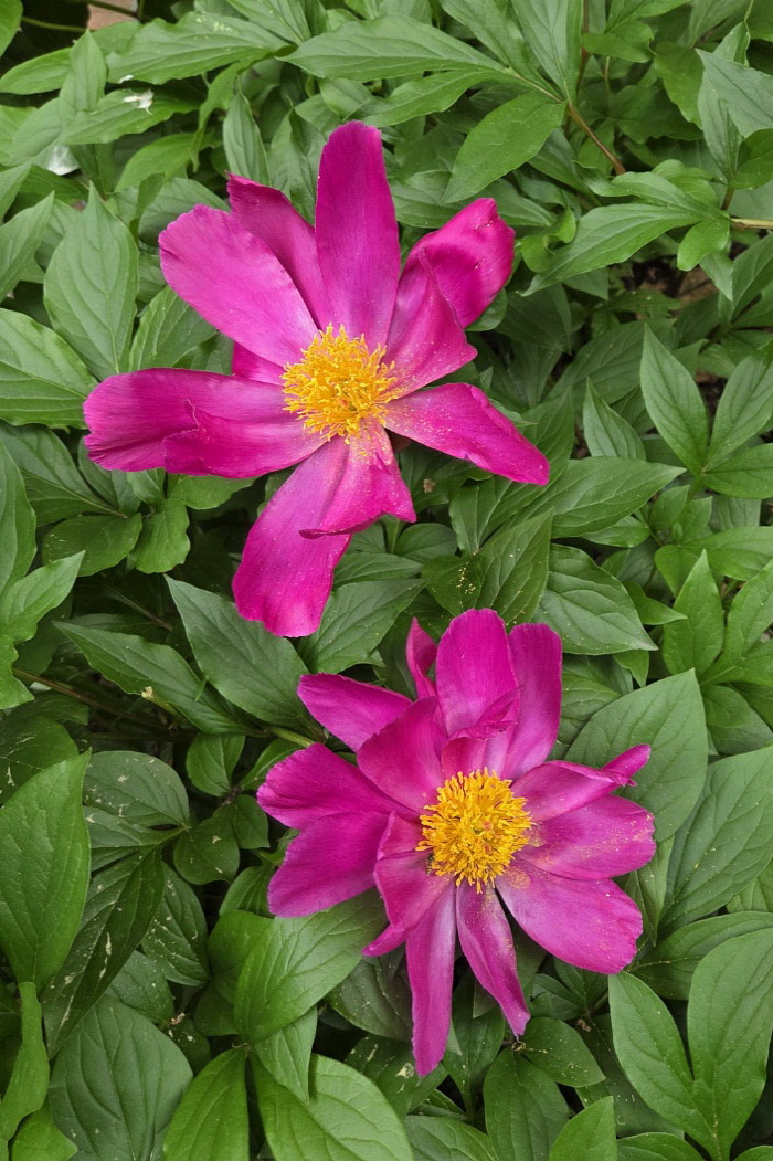 광목회(2025.05.22)-004.jpg
