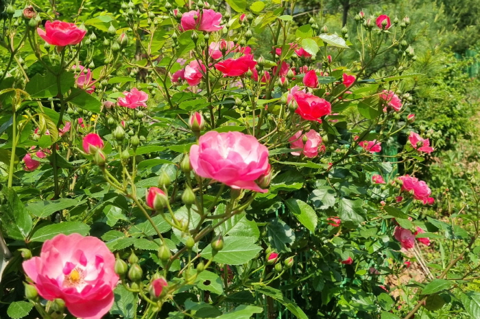 KakaoTalk_20250529_215036048.jpg